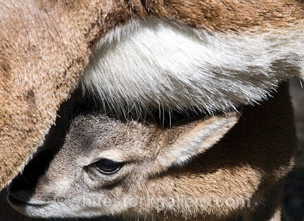 Deer - Wildlife and Animals
