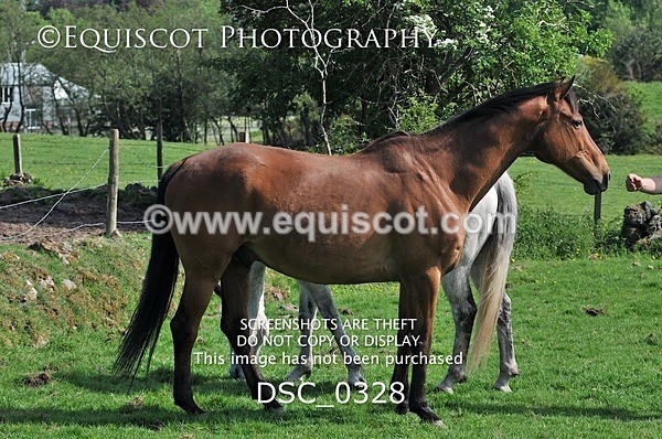 DSC_0328 - ARCHIVE REQUEST - Quincy and Guinness