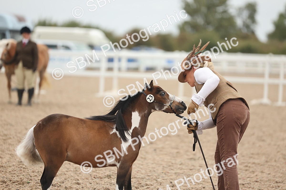 SBM_19364 - Class 317 - IH Pure Bred Horse-Pony