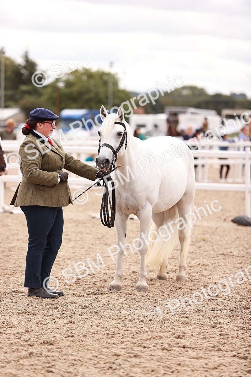 SBM_16108 - Class 411 - Prettiest Mare - (IH or Ridden Adult)
