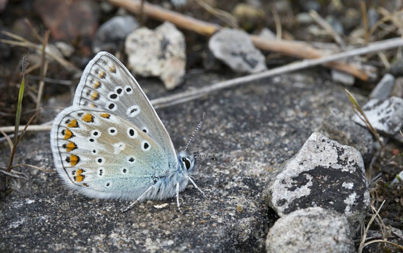 Common Blue Butterfly - BUTTERFLIES