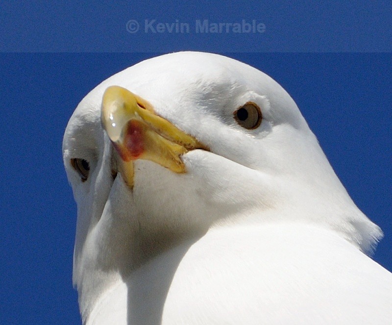  - Birds