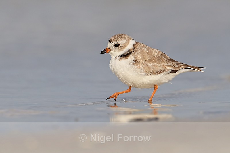 Piping Plover walks close by, Fort De Soto Park, Florida - Piping Plover