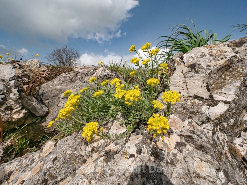 Golden or yellow Alyssum (Alyssum saxatile) - Gargano - Flowers in the Landscape