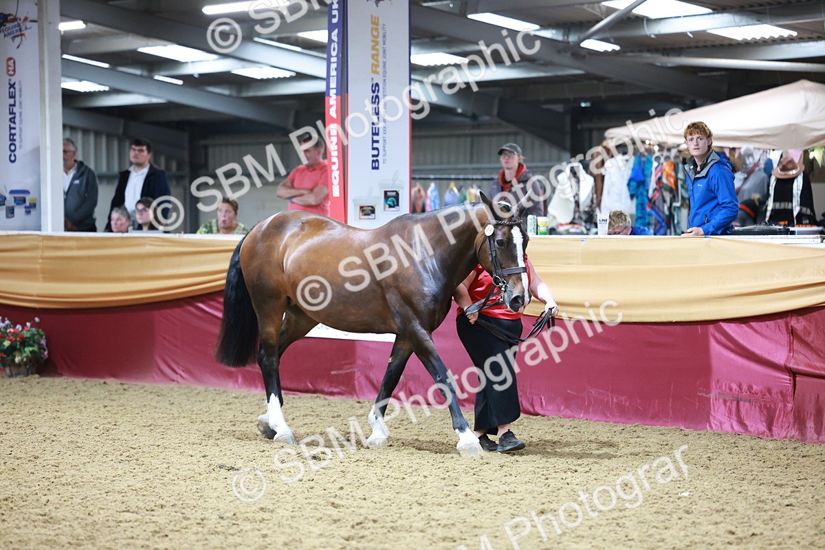 SBM_20087 - Class C - Novalty Champ