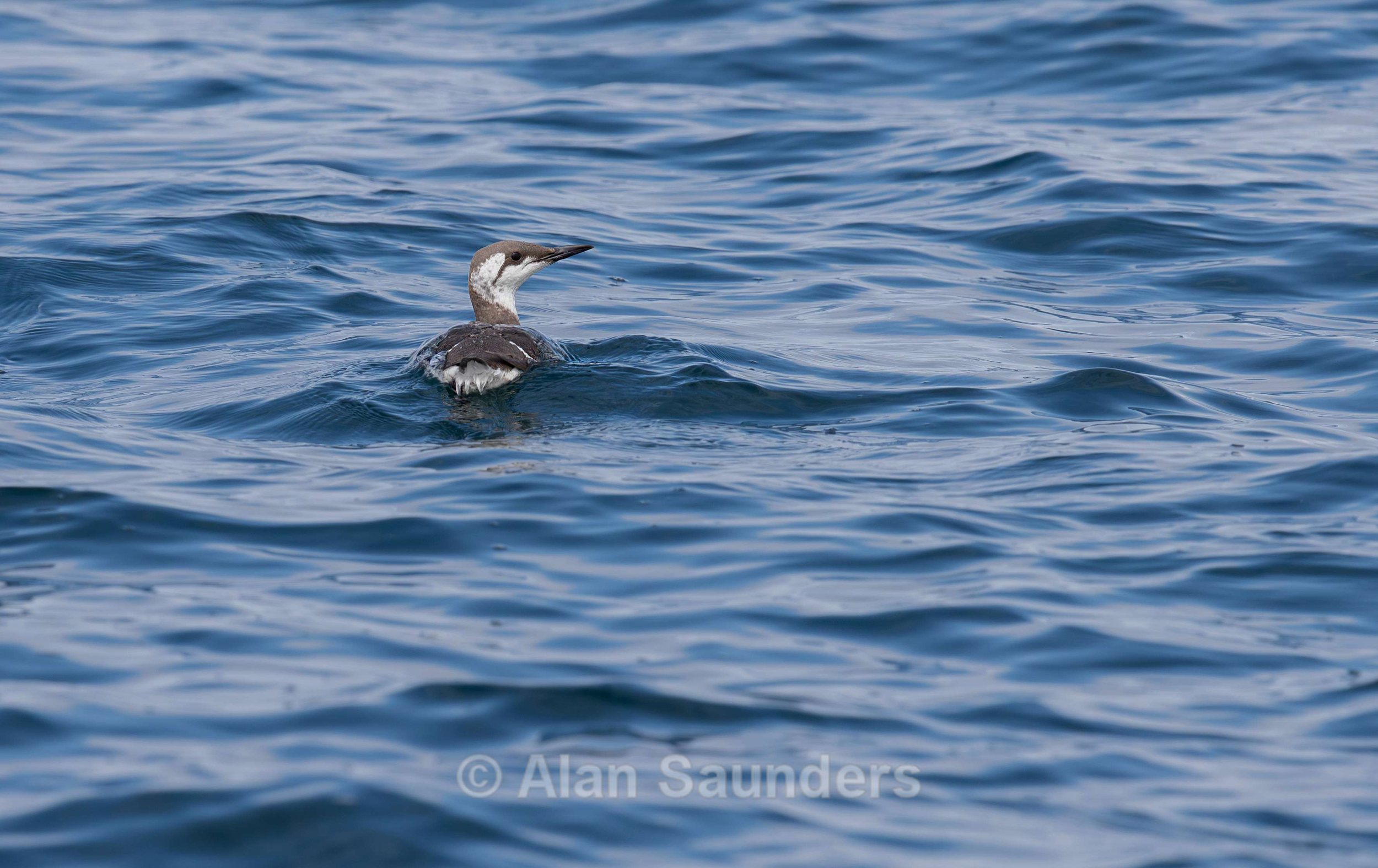 Common Guillemot 1