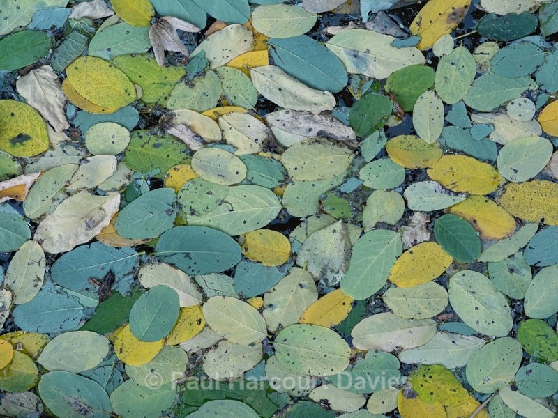 Leaflets of false acacia (ia pseudacacia) that had gathered in a pool is an slow flowing stream - Autumn Colours 2020