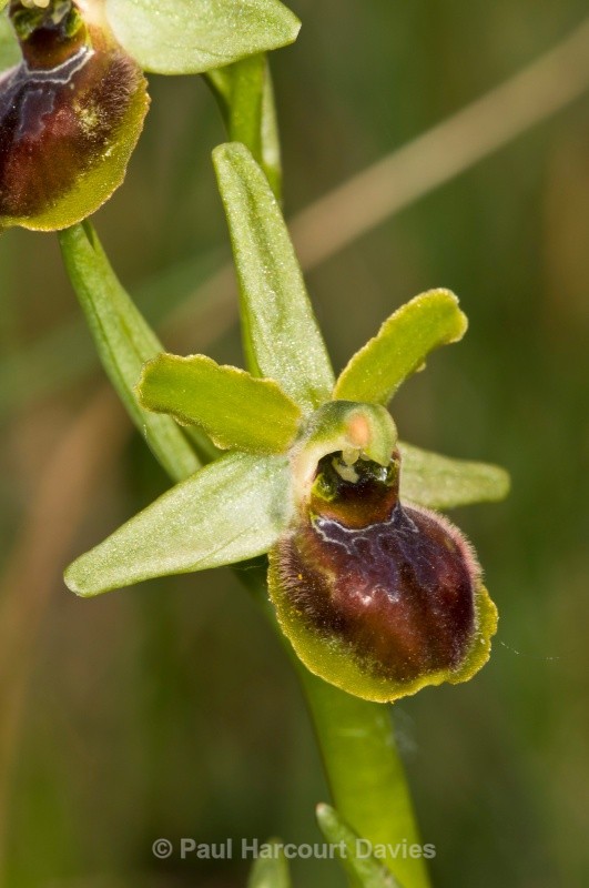 Small Spider  Orchid (Ophrys araneola - Orchids - Ophrys