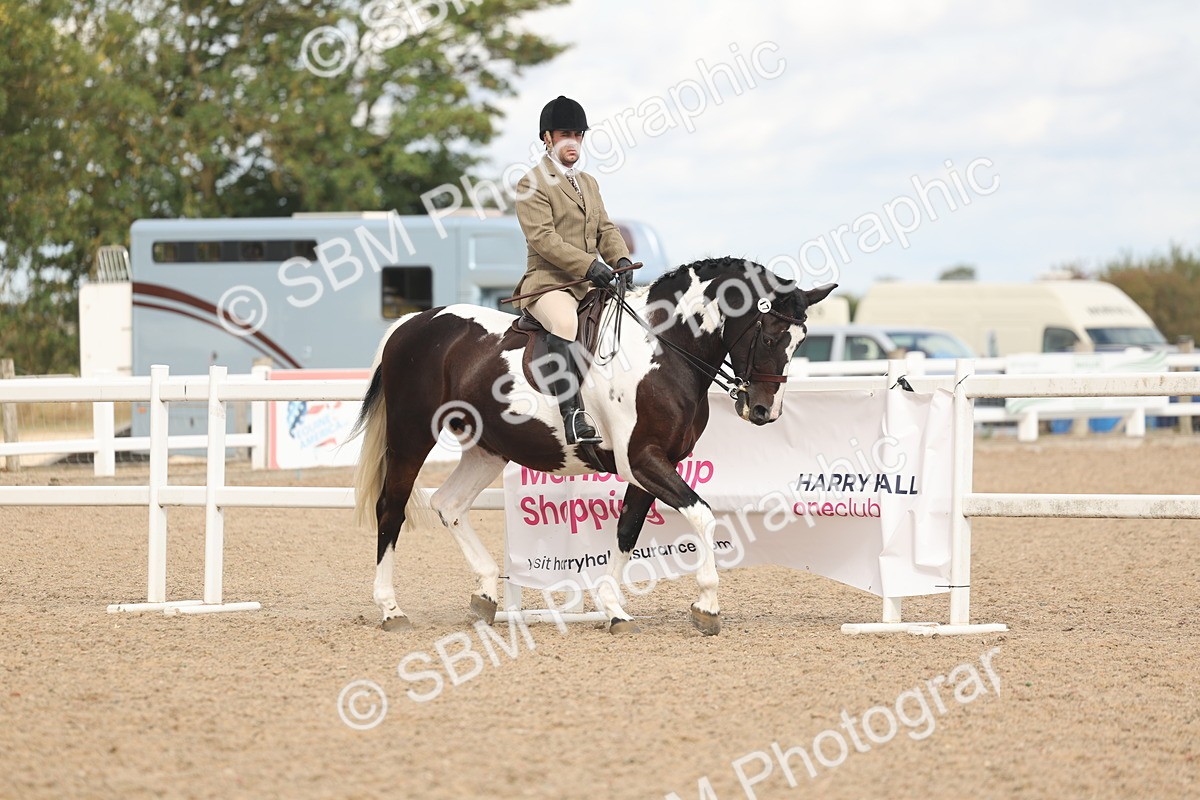 SBM_14743 - Class 308 - Ridden Coloured Horse