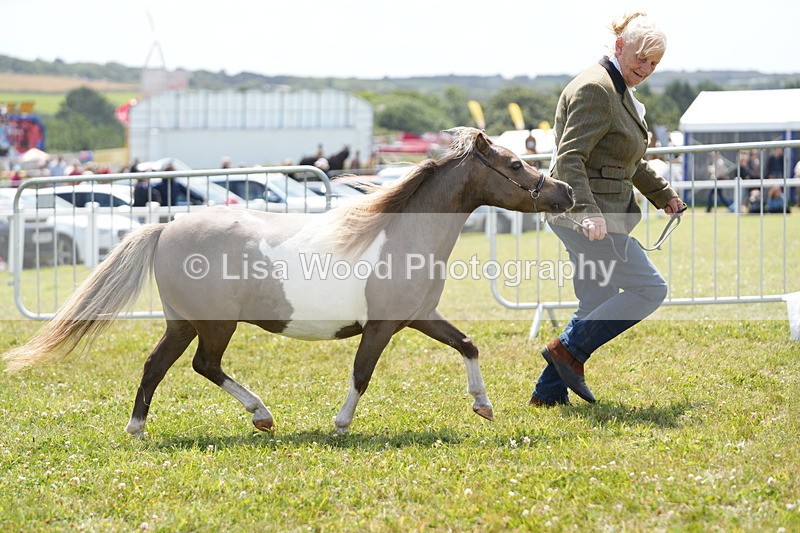 DSC06557 - Class 57: Miniature Horse 4yrs & over