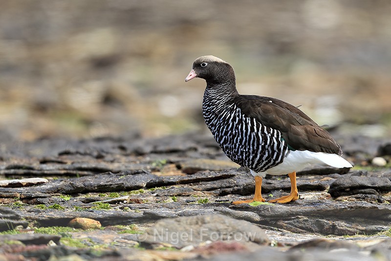 Kelp Goose (female) side view, Carcass Island, Falklands - Kelp Goose