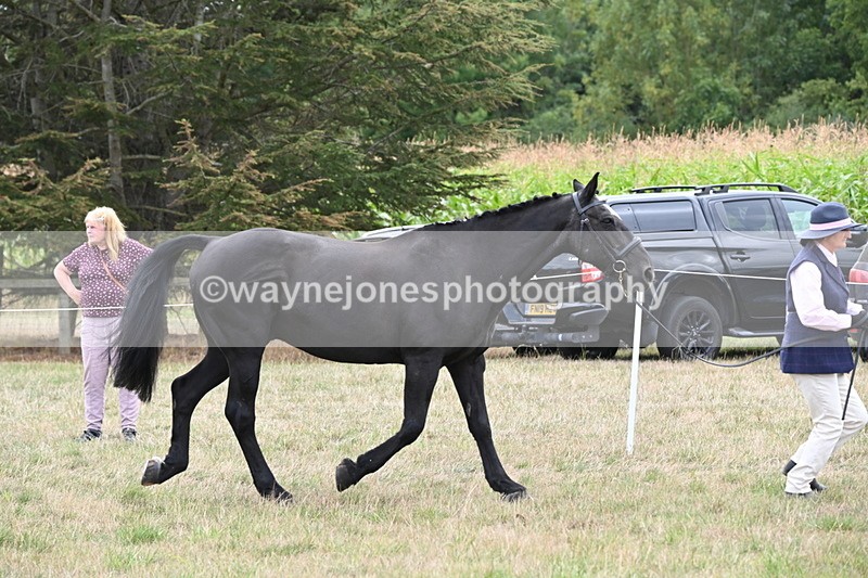 WJ6_6119 - Class 19 In-hand Veterans (Uploaded correct folder)