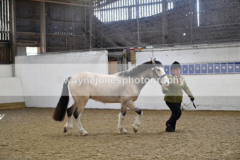 WJ5_4495 - Class 3 Part Bred In hand