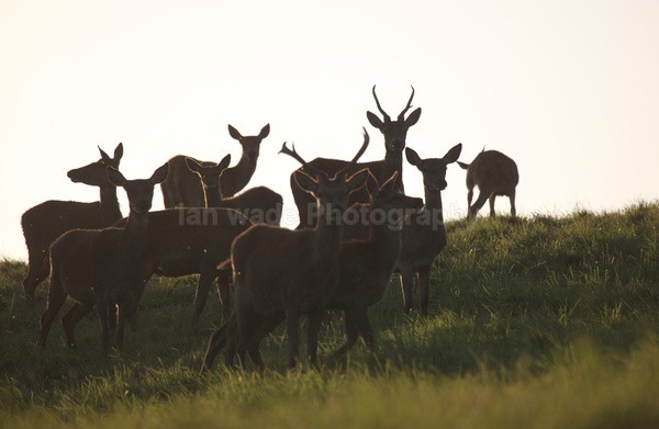 Red Deer _AN069 - Wildlife, Mammal Photography, Great Britain