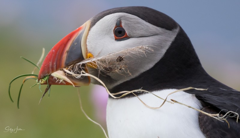 Cute Puffin 24