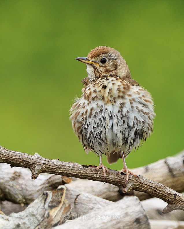 Song Thrush perched on a log pile on St. Agnes - Song Thrush