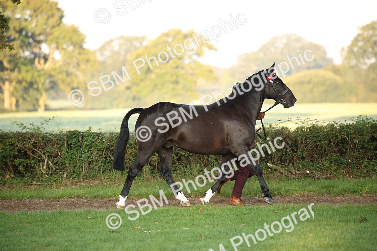 SBM_56821 - S49 - Riding Horse & Hack & Thoroughbred In Hand