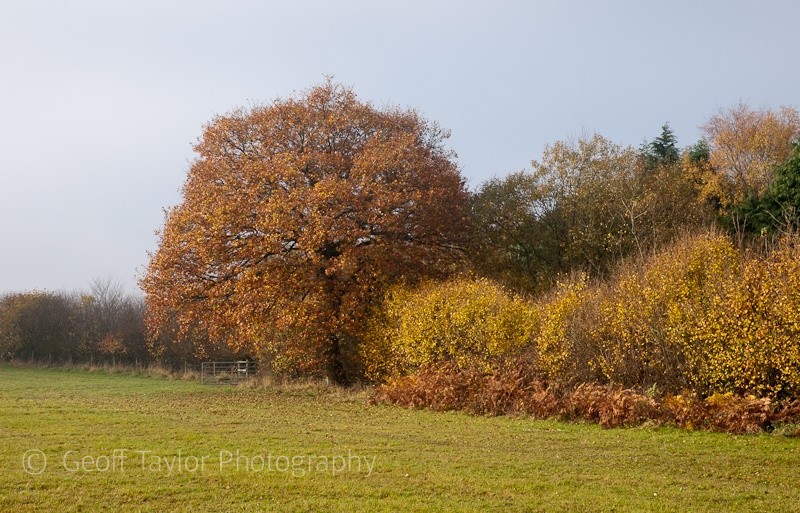 Marked Ash in autumn - Wenlock Edge