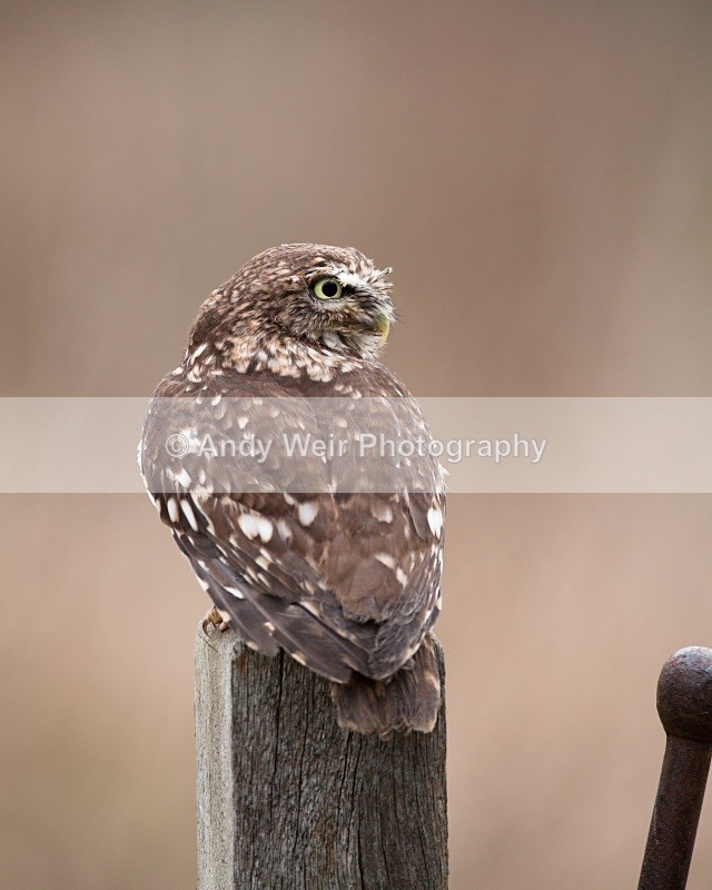 20110312-IMG_1277 - Little Owl