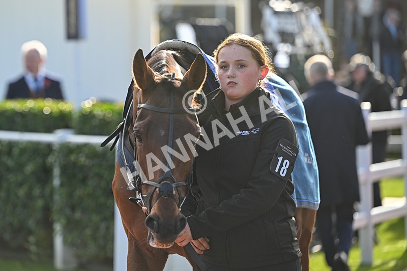 251025-Race 4-Prince Zaltar-8999 - Race 4