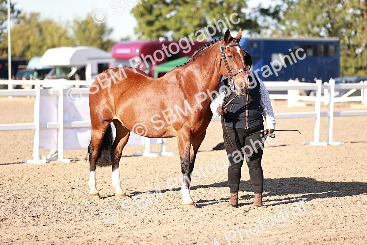 SBM_11201 - Class 401 - IH  Veteran horse