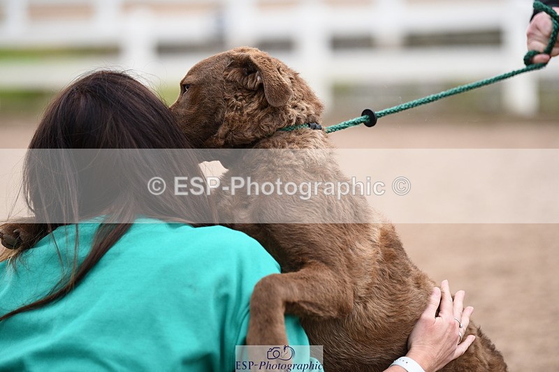 240518A-112232-00767 - Cls 1 Cutest Puppy