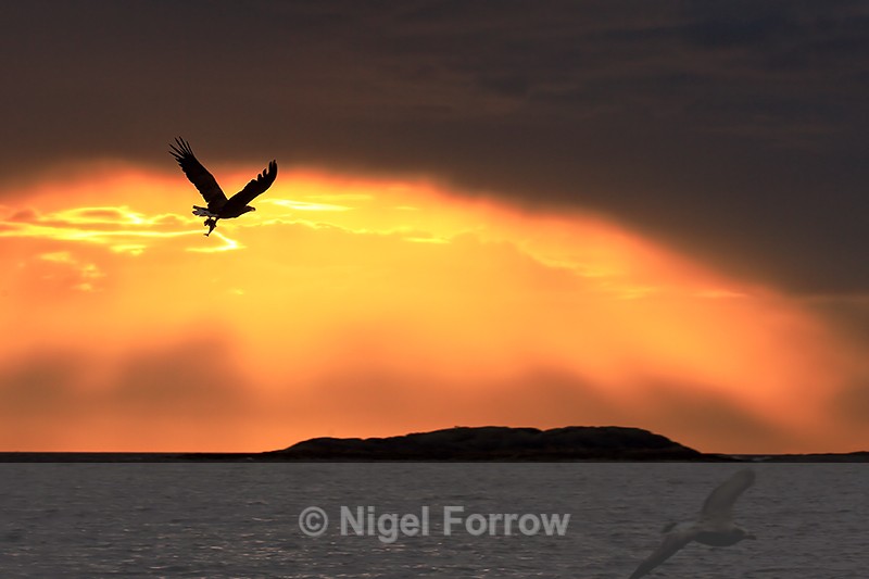 Sea Eagle flying at sunset, Flatanger, Norway - White-tailed Sea-Eagle