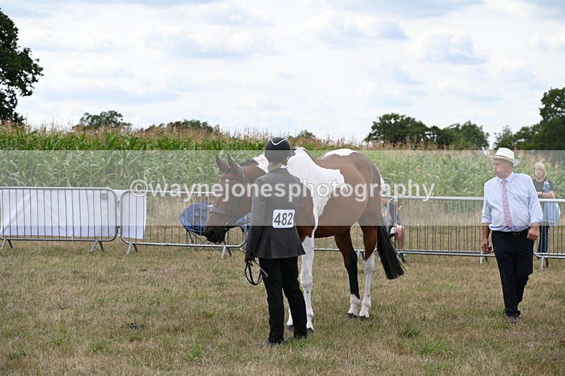 WJ6_6064 - Class 19 In-hand Veterans (Uploaded correct folder)