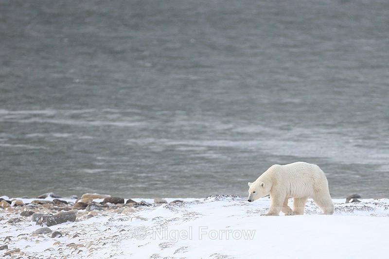 Polar Bear, Hudson Bay coast, Churchill, Canada - Polar Bear
