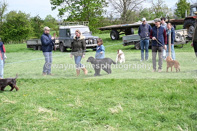 WJ6_8806 - Class 8 Best Working / Gun Dog or Bitch