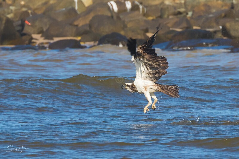 Osprey Fishing 1 - Osprey