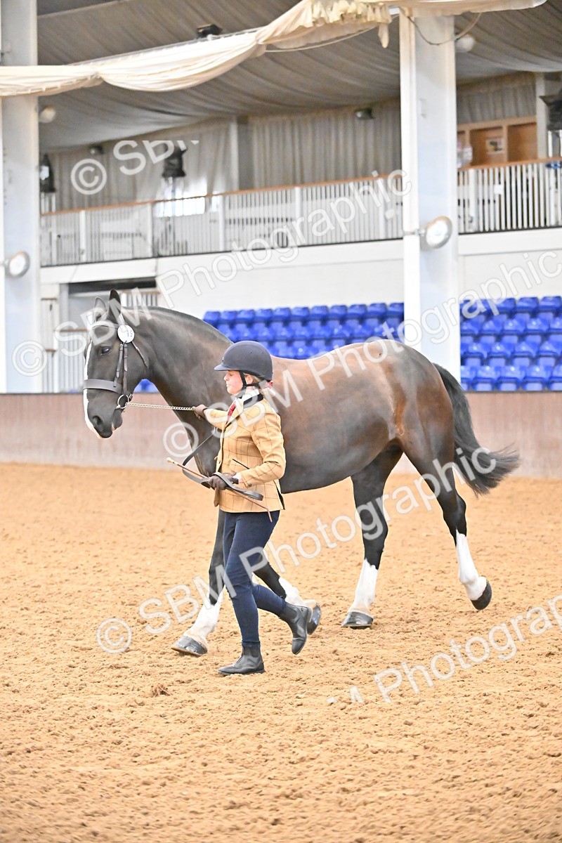 SBM_000100 - Class 4 - BSHA In Hand Show Cob
