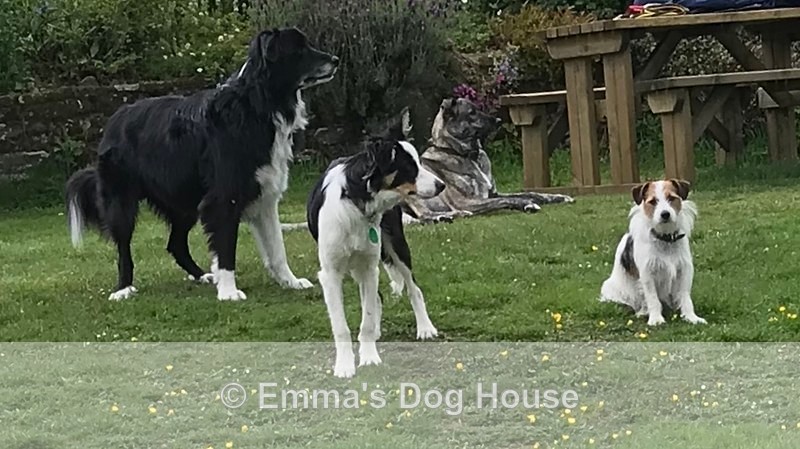  - Dogs
