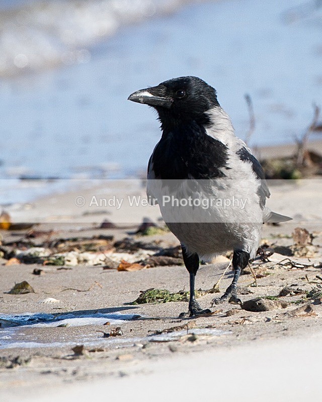 20110926-_MG_6923 - Hooded Crow