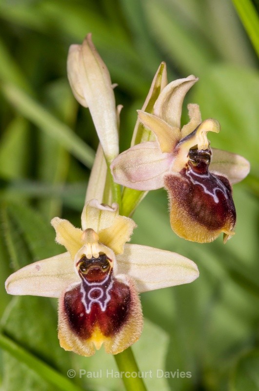 Ophrys x etrusca - Hybrid Orchid: Early spider x Sawfly orchid (Ophrys sphegodes x O. tenthredinifera - Orchids - Ophrys