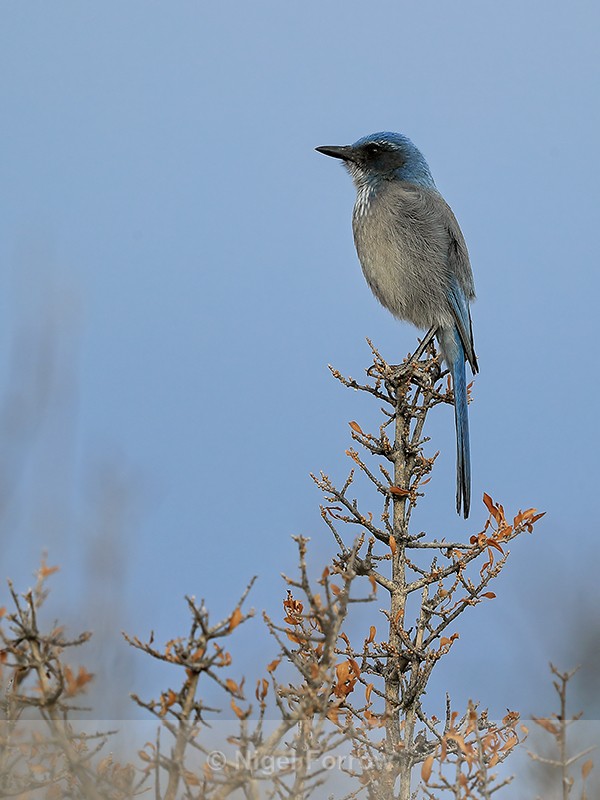 Western Scrub-Jay, Bosque del Apache, New Mexico - Western Scrub-Jay