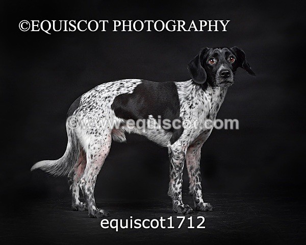 equiscot1712 - TAM
