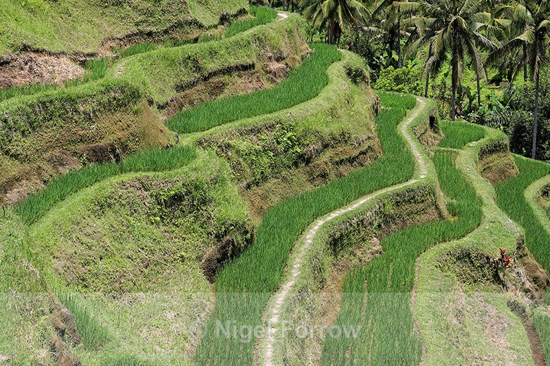 Tegalalang Rice Terrace (narrow view), Bali - Bali, Indonesia