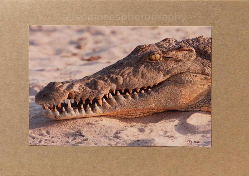 003 Croc - For Sale - Handmade Cards £2.50 each