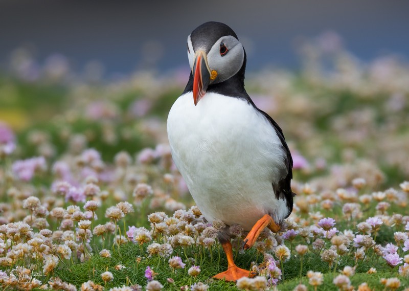 Cute Puffin 12