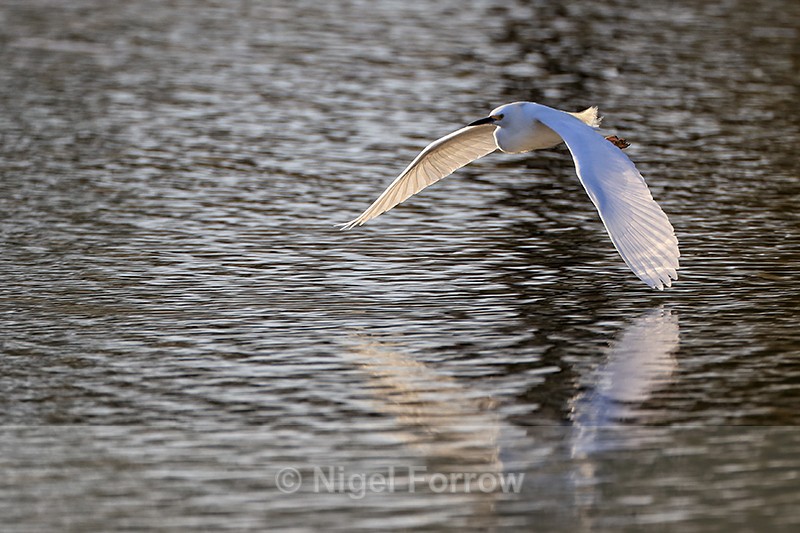 Snowy Egret flying low over water, Venice Rookery, Florida - Snowy Egret