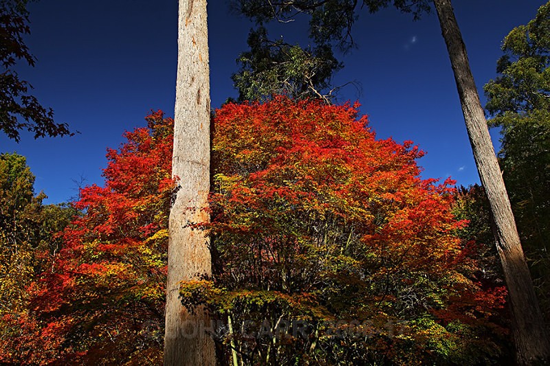 Autumn Trunks-1013 - TREES, FLOWERS AND PLANT PHOTOS