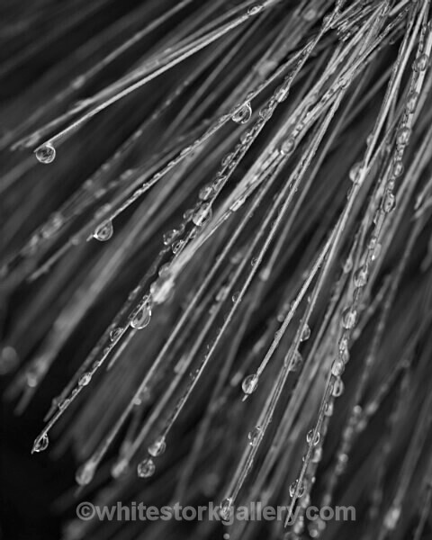  - Slow Photography