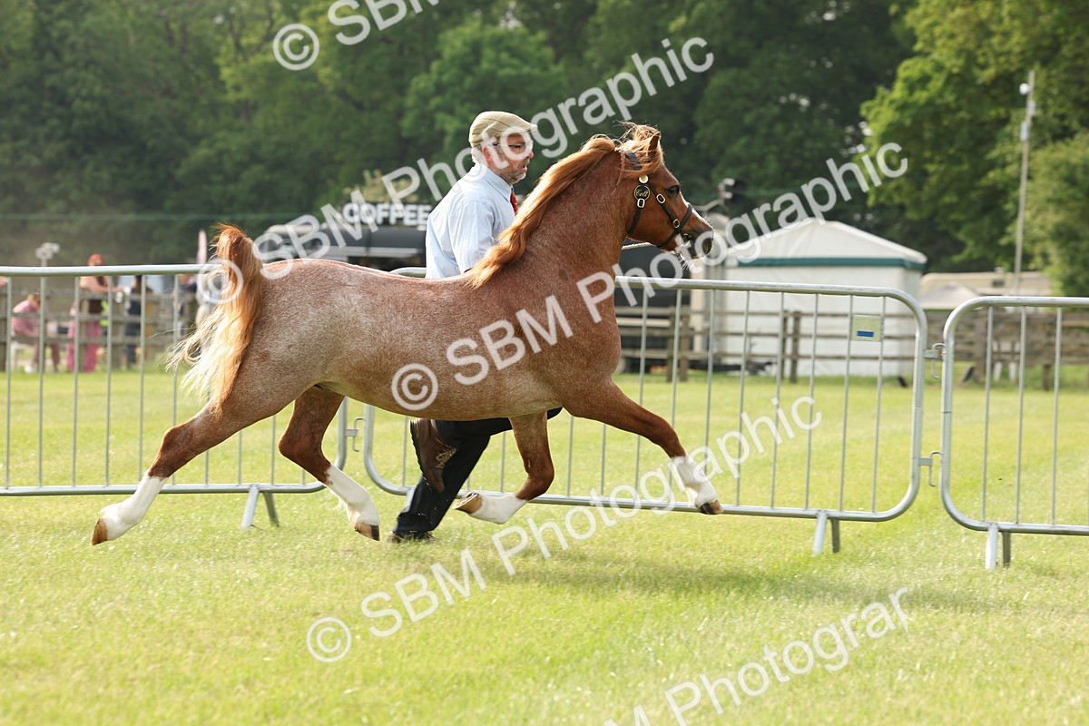 SBM_00398 - Class 6-13 - Mountatin and Moorland In Hand Welsh Breeds