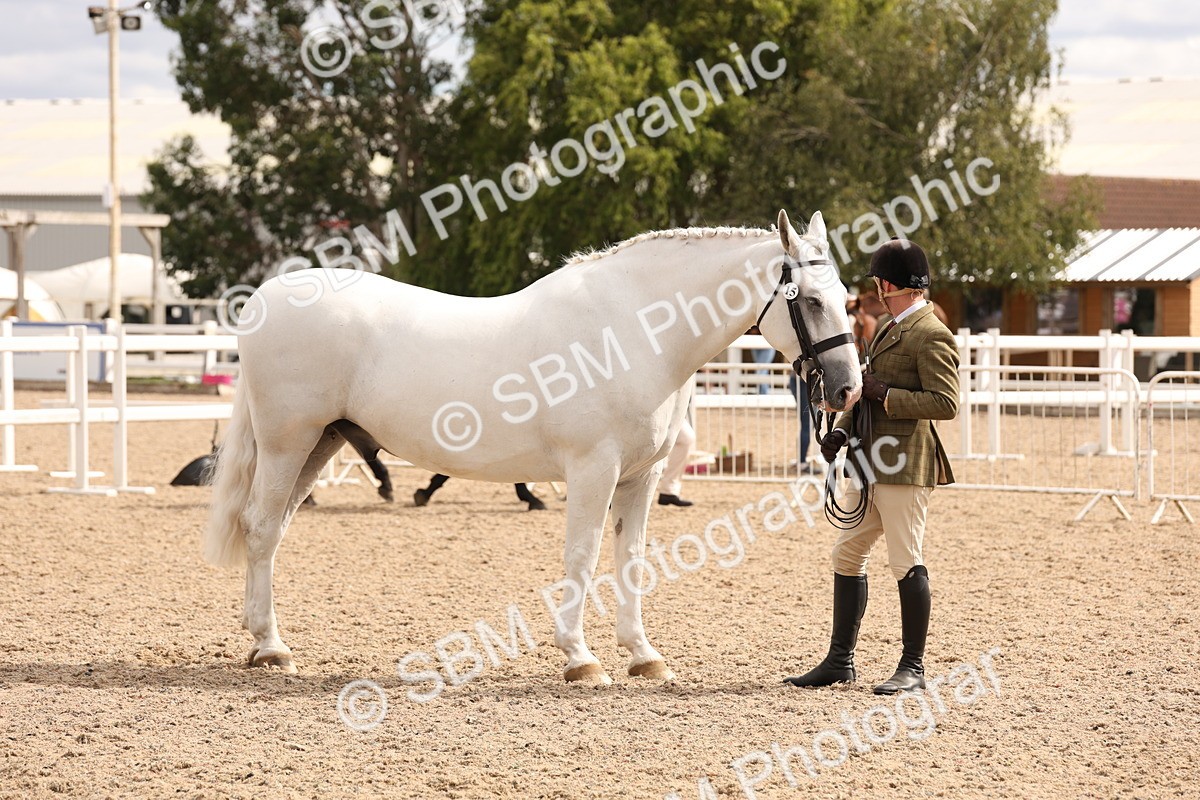 SBM_14668 - Class 208 - IH Veteran Horse
