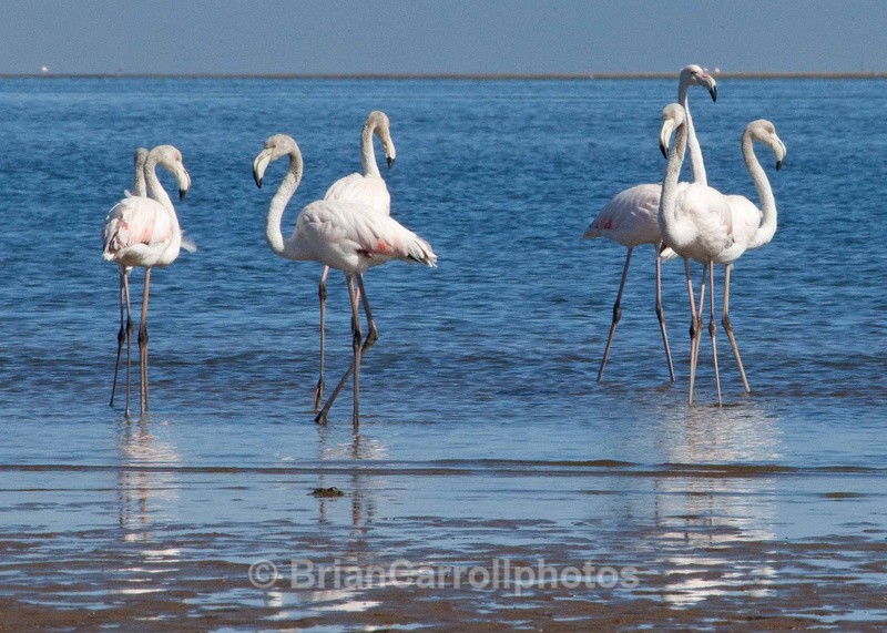  - African Safari Tour 09 Zambia, Botswana,Namibia & South Africa