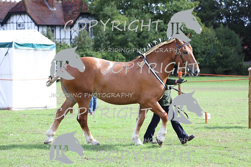 APP_3351 - Class 5 In Hand Championship