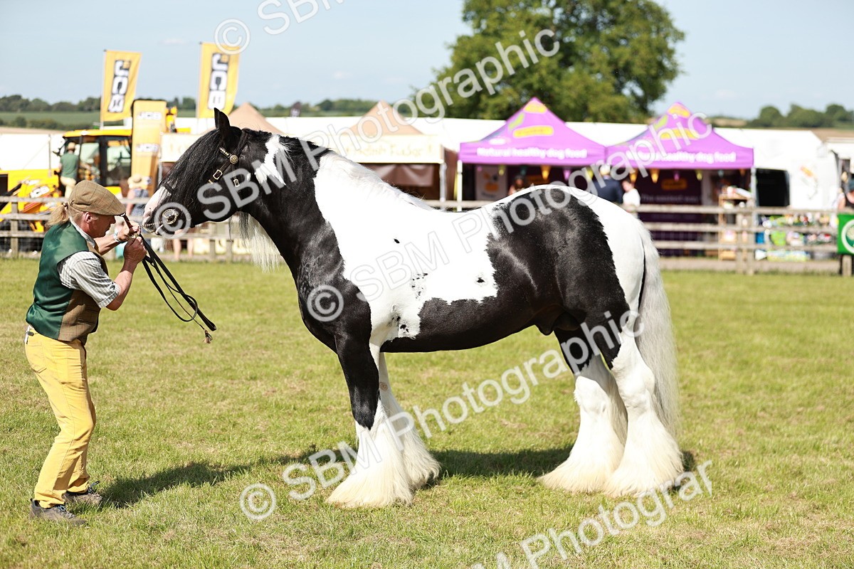 SBM_08860 - Class 63-65 - Traditional Gypsy Cobs In Hand & Ridden