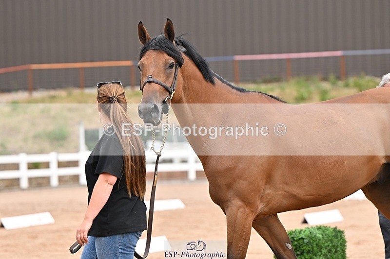 250716-152245-01892 - Trot Up 2.30 to 3.30