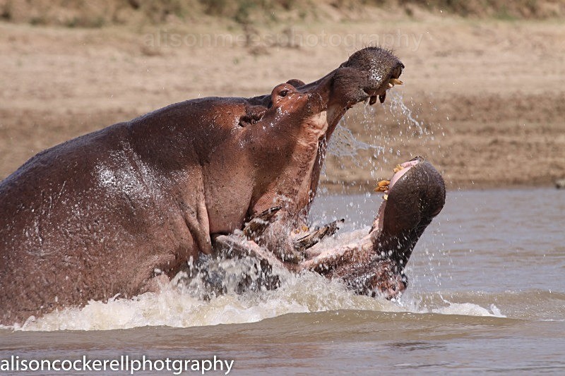  - African Safaris